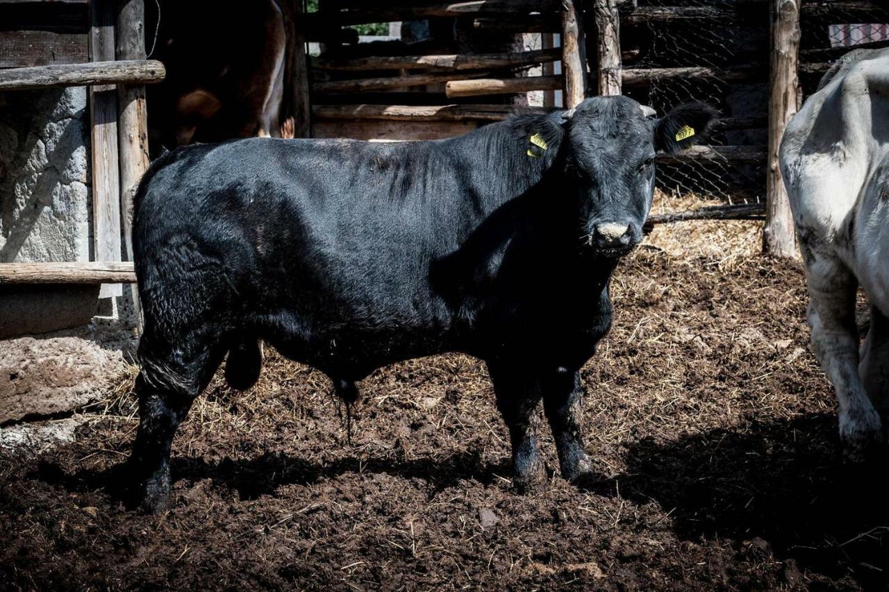 Piccolo Casale A "Le Moline" In Una Vera Fattoria Vetralla Bagian luar foto